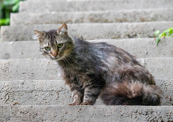 A cat is sitting on a set of stairs