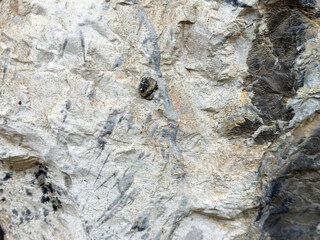 Textured rock surface with natural patterns and varied colors