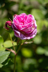 A beautiful pink flower with a green stem