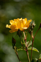 A yellow flower is in the foreground of a green bush