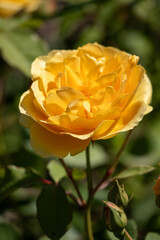 A yellow flower is in the foreground of a green bush