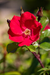 A red flower with green leaves