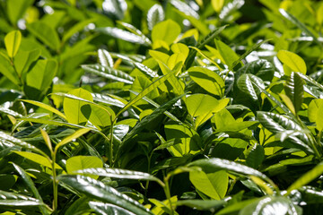A lush green plant with leaves that are shiny and wet