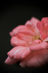 Selective focus, macro photo of peach rose in the home garden