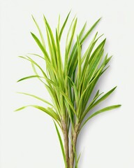 Fototapeta premium Close-up of vibrant green and yellow plant