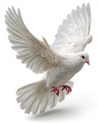 White Dove In Flight Against White Background