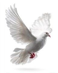 Obraz premium White Dove In Flight Against White Background