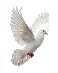 Obraz premium Flying White Dove Isolated On White Background