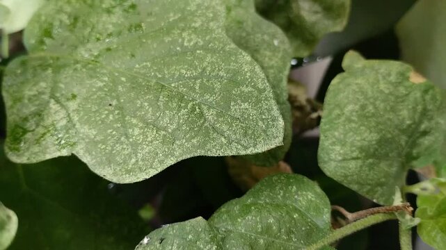 Powdery mildew disease attacks eggplant leaves. This disease is caused by a fungus.