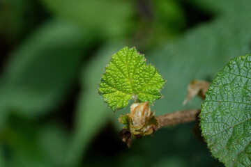 close up of a green leaf