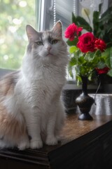 Beautiful tricolor cat with bouquet red roses