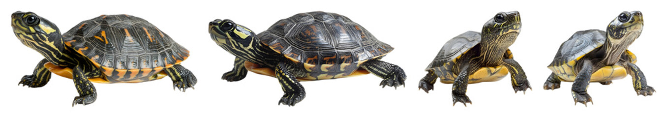 Five Yellow Bellied Slider Turtles Are Arranged In A Row Each Visible Against A Transparent Background Featuring Various Poses