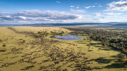 Aerial View Of Wildebeest Migration In African Savanna