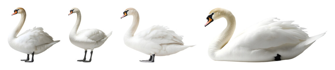 Four White Swans In Various Poses Standing And Resting Presented Against A Stark Transparent Background For Easy Isolate