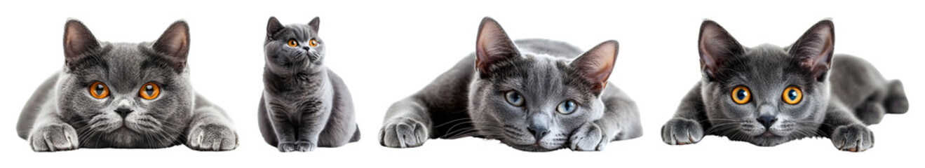 Four Gray Cats Are Posing One Is Seated While The Others Are Lying Down Against A Transparent Background