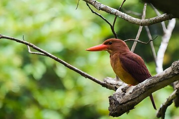 リュウキュウアカショウビン Ruddy kingfisher
