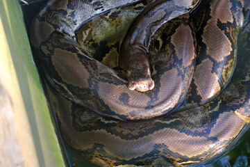 Close-up of a Burmese Python in Natural Habitat