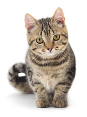 Kitten on white background.