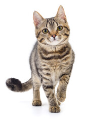 Kitten on white background.