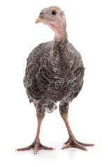 Chicken turkey isolated.