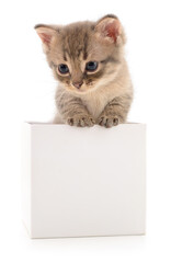 Kitten in cardboard box.