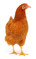 Brown hen isolated.