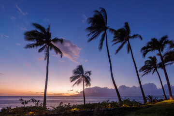 Obraz premium Stunning Hawaii ocean sunset with silhouettes of palm trees swaying against a vibrant sky