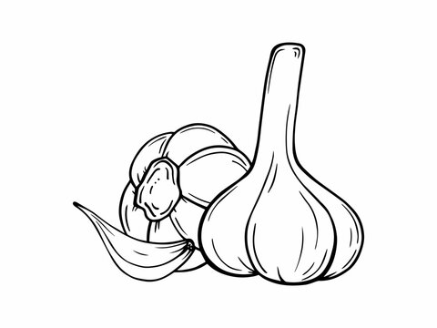 Hand-drawn garlic bulb. Vector vegetable sketch. Suitable for organic product design, culinary illustrations, and eco-friendly packaging.