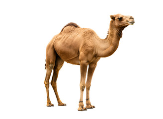 Dromedary camel sitting isolated on transparent background