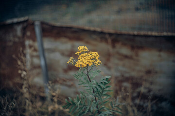 plants in the last days of autumn