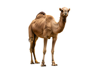 Dromedary camel sitting isolated on transparent background