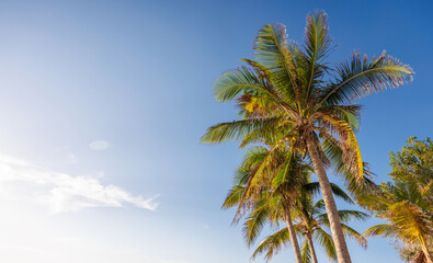 Tall sunny palm trees reaching into a clear blue sky
