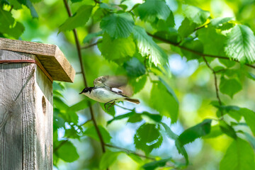 European pied flycatcher flying