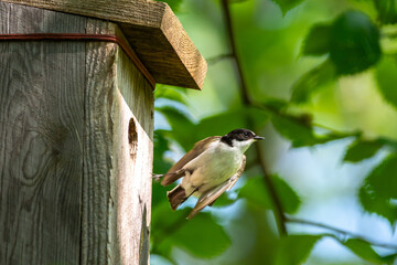 European pied flycatcher flying