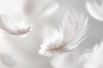 Delicate White Feathers Floating Gently