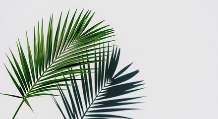 Fototapeta premium Palm Leaf and Shadow on White Background, Minimalist Botanical Composition