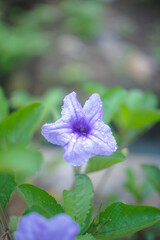 purple flowers of Ruellia simplex, Mexican petunia, Mexican bluebell, Britton wild petunia (Ruellia Angustifolia) are blossoming.