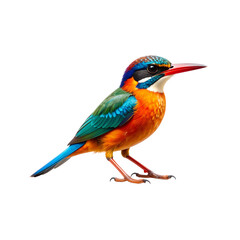 Fototapeta premium Colorful birds in nature, a lilac-breasted roller and a kingfisher on a branch, showcase beautiful wild feathers