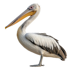 Pelican isolated on transparent background.