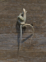 2 lizards mating on a fence