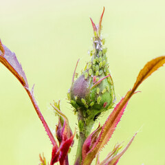 Green aphids on a rosebud