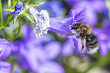 large bumblebee in flight foraging