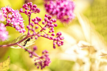 small pink spirea flowers and ant