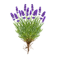 Fototapeta premium Vibrant Lavender Plant with Roots A Stunning Floral Image