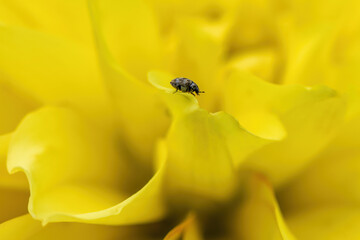 small beetle on a yellow flower