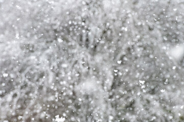 snowflakes on a tree background