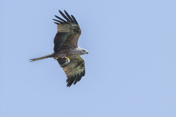 Black kite in flight with a field mouse in its talons
