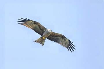 Black kite in flight with blue sky
