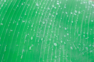 water drops on leaf, water drops on banana leaf