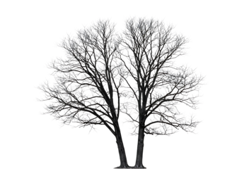 Bare winter trees silhouette isolated on transparent background